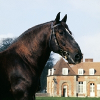 Picture of quel beau, norman cob, haras du pin, france