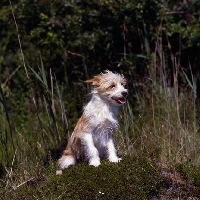 Picture of quika d' albergaria,  portuguese podengo sitting on tussock