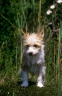 Picture of quika d' albergaria, portuguese podengo front view