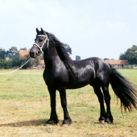 Picture of "wybren", stallion stud-book no236. Friesian stallion in Holland