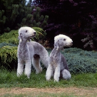 Picture of r, ch rathsrigg raggald, l, ch rathsrigg reflection two bedlington terriers standing and sitting together