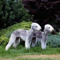 Picture of r, ch rathsrigg raggald, l, ch rathsrigg reflection  two bedlingtons standing together