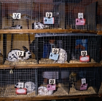 Picture of rabbits in hutches at a rabbit show, mostly english rabbits