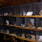 Picture of rabbits in hutches at a rabbit show