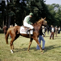 Picture of race horse at haras du pin, france, 