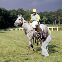 Picture of race horse with groomchecking girth at haras du pin, france, 