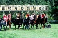 Picture of racehorses leaving starting stalls at goodwood racecourse
