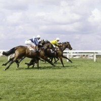 Picture of racing at epsom
