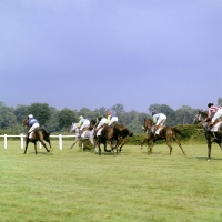 Picture of racing at haras du pin, france, 
