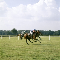 Picture of racing at haras du pin, france, 