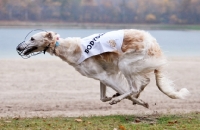 Picture of racing Borzoi