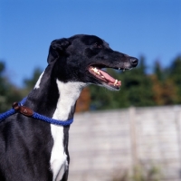 Picture of racing bred greyhound at dogs trust, portrait, slip lead