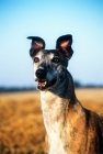 Picture of racing bred greyhound, portrait