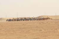 Picture of racing camel training in Dubai desert