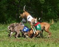 Picture of racing dogs in a group with one jumping