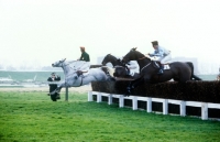 Picture of racing over fences at windsor