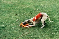 Picture of racing whippet biting lure after race