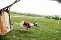 Picture of racing whippets in jacket leaving trap