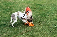 Picture of racing whippets in jackets with lure