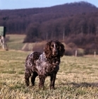 Picture of racker von kranichsee,   wachtelhund standing on grass on the hillside