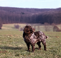 Picture of racker von kranichsee  wachtelhund standing on grass on the hillside looking back
