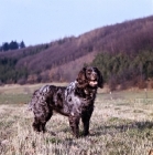 Picture of racker von kranichsee , wachtelhund standing on grass watching