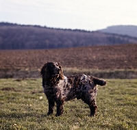 Picture of racker von kranichsee,  wachtelhund standing on grass looking back