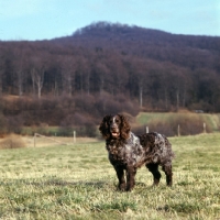 Picture of racker von kranichsee, german spaniel, wachtelhund, standing in field in germany