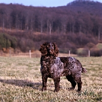 Picture of racker von kranichsee, german spaniel, wachtelhund, standing in field on the hillside