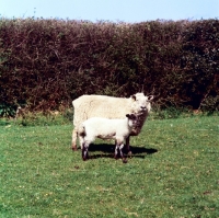 Picture of radnor ewe with lamb
