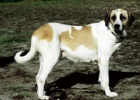 Picture of Rafeiro do Alentejo (aka Portuguese herding dog), side view