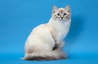 Picture of Ragdol on blue background, Seal Lynx Point Mitted, sitting
