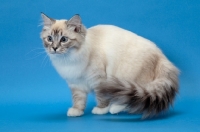 Picture of Ragdol on blue background, Seal Lynx Point Mitted, walking
