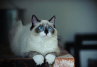 Picture of Ragdoll at home