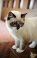 Picture of Ragdoll at home