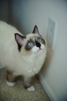 Picture of Ragdoll at home