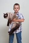 Picture of ragdoll being held by a boy