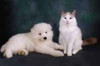 Picture of Ragdoll blue bi-colour cat with Samoyed puppy