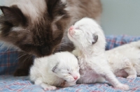 Picture of Ragdoll cat and her kittens