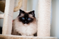 Picture of Ragdoll cat at home