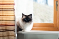 Picture of Ragdoll cat behind curtain, near window