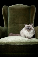Picture of Ragdoll cat crouching in chair