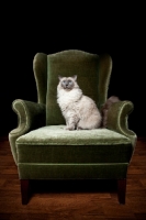 Picture of Ragdoll cat in chair