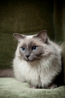 Picture of Ragdoll cat in chair