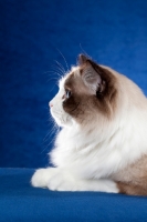 Picture of Ragdoll cat in profile on blue background