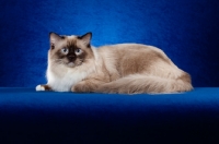 Picture of Ragdoll cat in studio on blue background