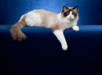 Picture of Ragdoll cat in studio on blue background