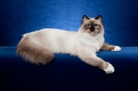 Picture of Ragdoll cat in studio on blue background