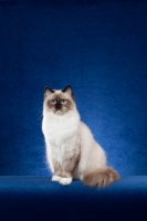 Picture of Ragdoll cat in studio on blue background