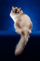Picture of Ragdoll cat in studio on blue background